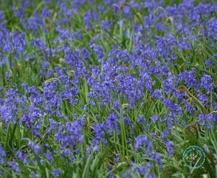 Bluebells 8T34D-15.JPG